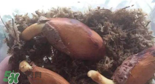 榴蓮籽能種嗎？榴蓮籽怎么種小盆栽？