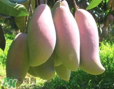 芒果有哪些品種？哪種芒果最好吃？