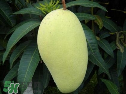 芒果有哪些品種？哪種芒果最好吃？