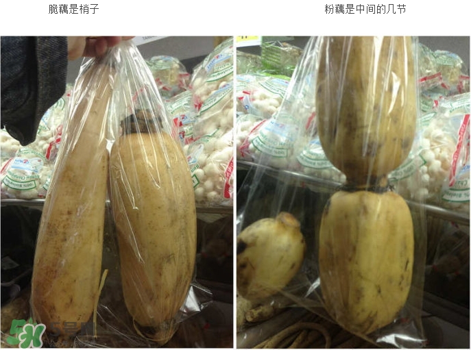 粉藕和脆藕的區別_粉藕和脆藕怎么選