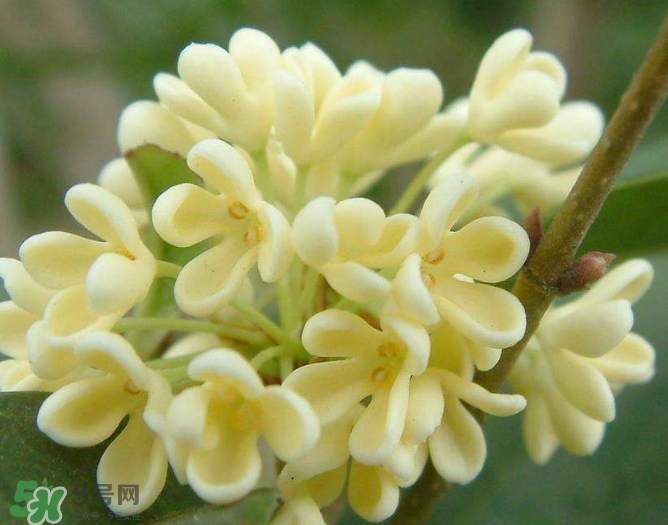 新鮮桂花怎么清洗？新鮮桂花可以冷凍嗎？