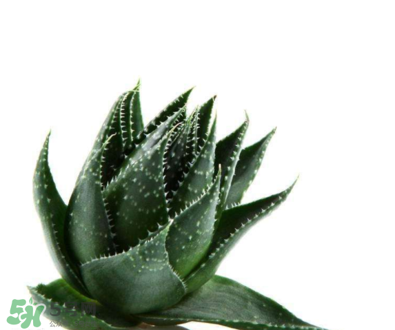 敏感肌能使用蘆薈護膚嗎？蘆薈膠有什么用？