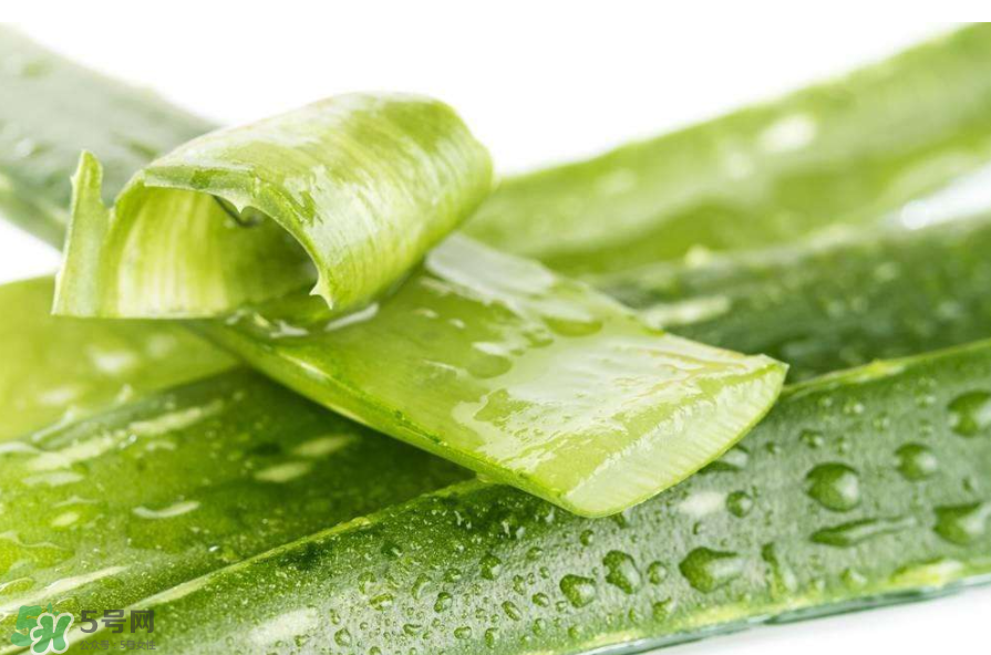 敏感肌能使用蘆薈護膚嗎？蘆薈膠有什么用？