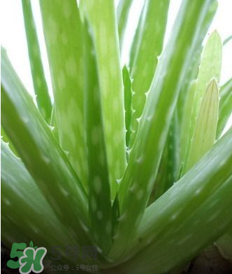 蘆薈膠的醫(yī)療作用有哪些？蘆薈膠的使用方法有哪些？