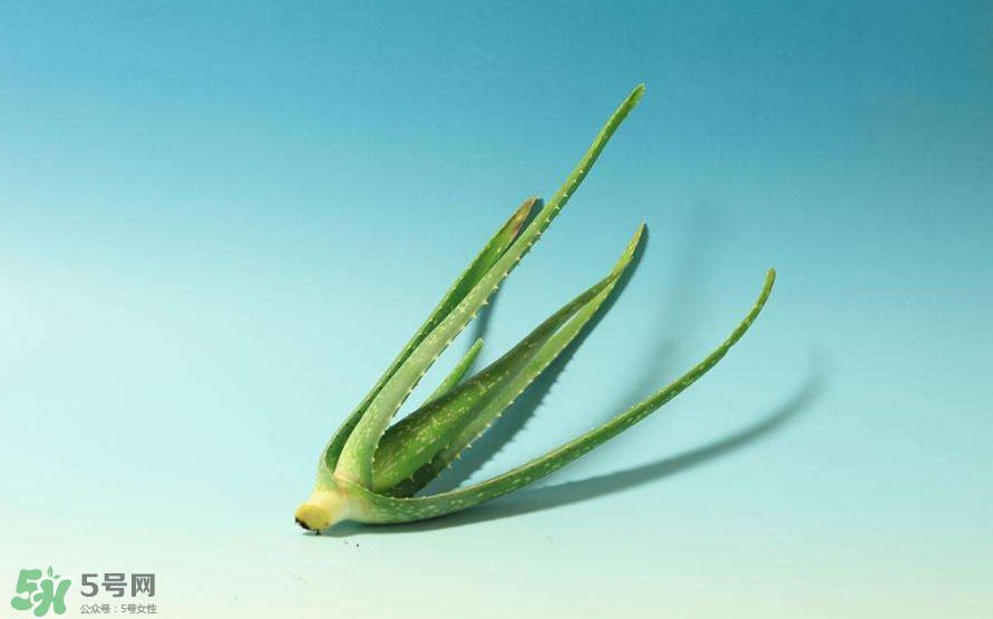 蘆薈膠的醫(yī)療作用有哪些？蘆薈膠的使用方法有哪些？