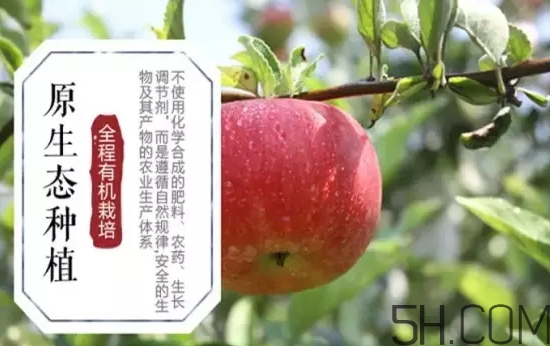 美八蘋果價格多少錢？美八蘋果多少錢一斤？