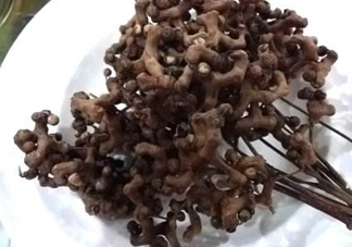 拐棗可以嫁接嗎？拐棗是哪里的特產