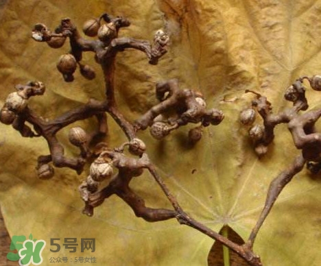拐棗為什么沒人買？拐棗學名是什么