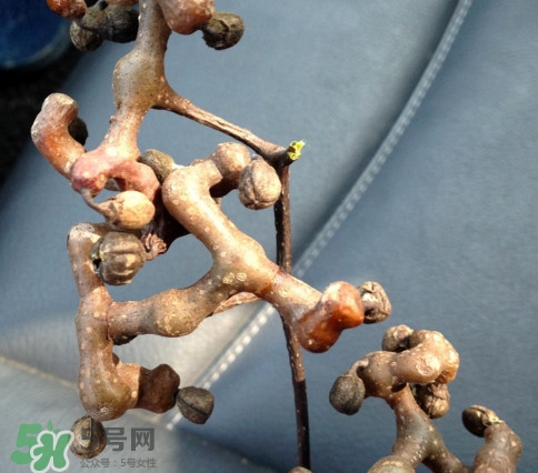 拐棗為什么沒人買？拐棗學名是什么