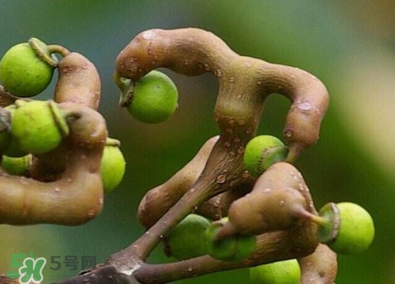 拐棗樹什么時候栽養(yǎng)？拐棗樹多少年結(jié)果