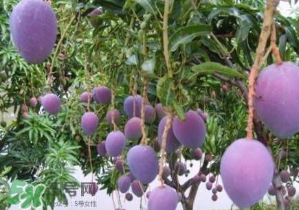 芒果有哪些品種？哪種芒果最好吃？