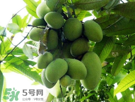 芒果有哪些品種？哪種芒果最好吃？