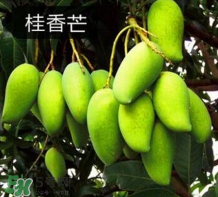 芒果有哪些品種？哪種芒果最好吃？