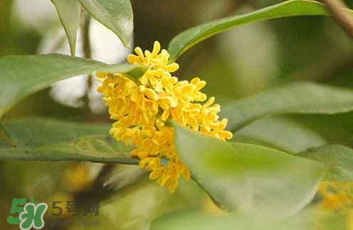 新鮮桂花怎么清洗？新鮮桂花可以冷凍嗎？