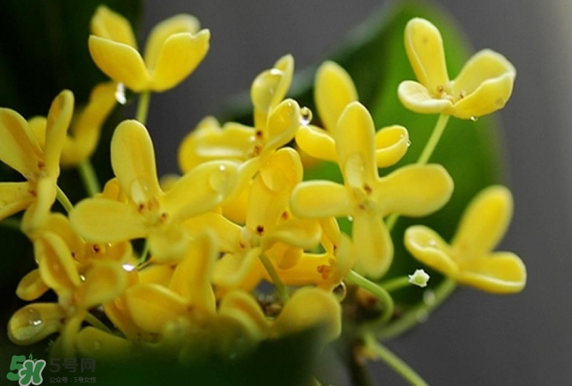 新鮮桂花怎么清洗？新鮮桂花可以冷凍嗎？