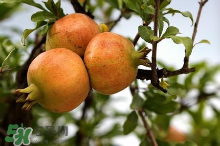 中秋節(jié)吃石榴嗎？中秋節(jié)吃石榴有什么寓意？