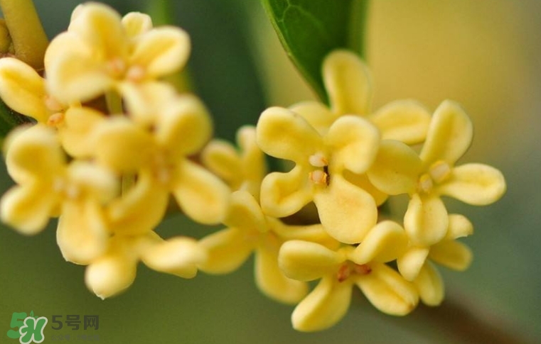新鮮桂花怎么清洗？新鮮桂花可以冷凍嗎？