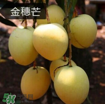 芒果有哪些品種？哪種芒果最好吃？