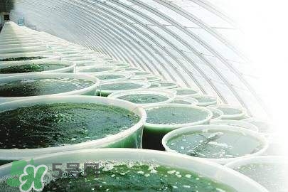 螺旋藻是飯前吃還是飯后吃？螺旋藻怎么吃？