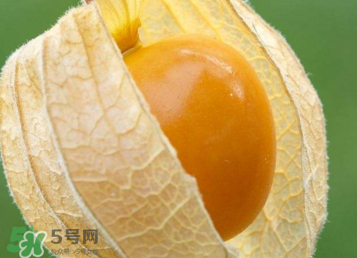 燈籠果是熱性還是涼性？燈籠果是涼性的嗎？