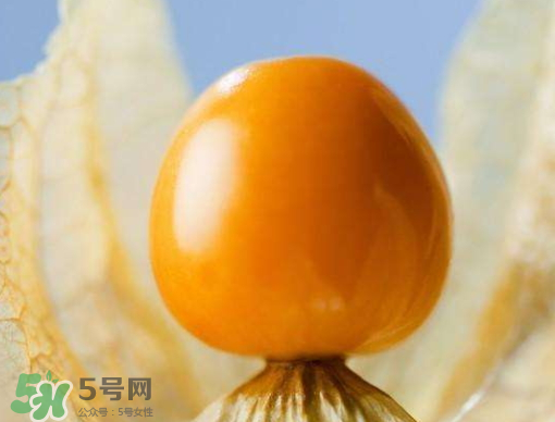 燈籠果是熱性還是涼性？燈籠果是涼性的嗎？