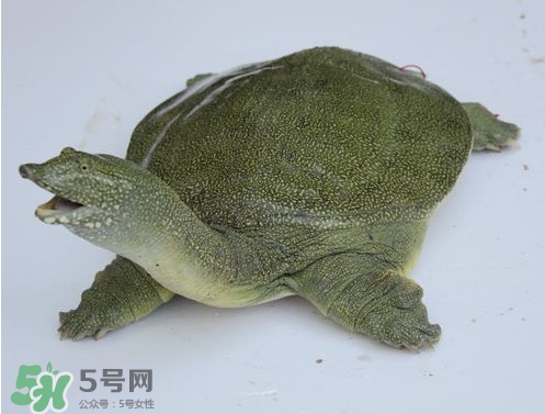 甲魚是魚嗎？甲魚是發物嗎
