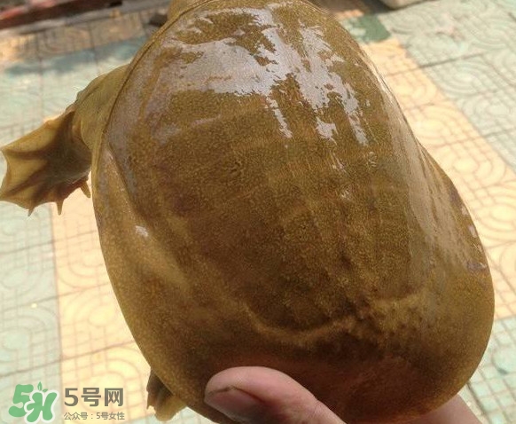 ç”²é­šåˆå«ä»€ä¹ˆï¼Ÿç”²é­šåƒä»€ä¹ˆé£Ÿç‰©