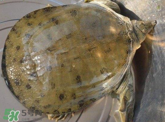 腳魚不能和什么一起吃？腳魚可以燉蟲草嗎