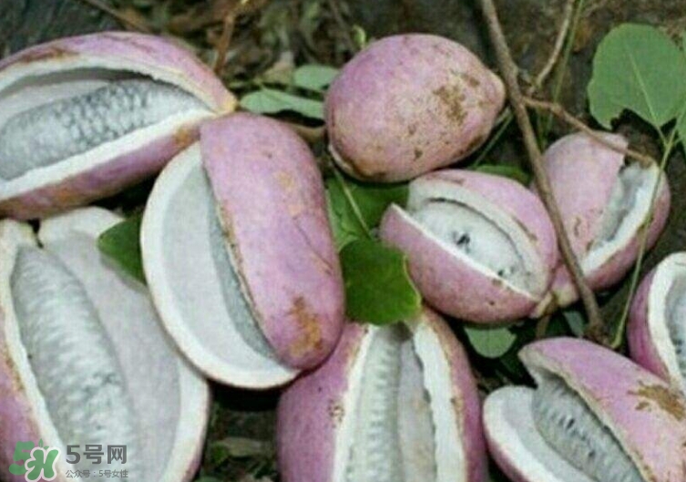 八月瓜能種植嗎？八月瓜怎么種植？