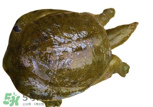 腳魚不能和什么一起吃？腳魚可以燉蟲草嗎