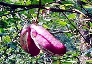 八月瓜能種植嗎？八月瓜怎么種植？