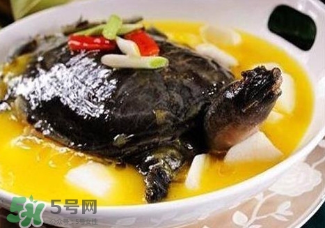 甲魚是魚嗎？甲魚是發物嗎