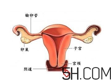 子宮畸形有哪些？子宮畸形有什么影響？