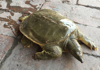 腳魚是什么？腳魚和烏龜的區別
