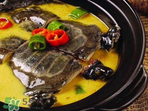 ç”²é­šåˆå«ä»€ä¹ˆï¼Ÿç”²é­šåƒä»€ä¹ˆé£Ÿç‰©