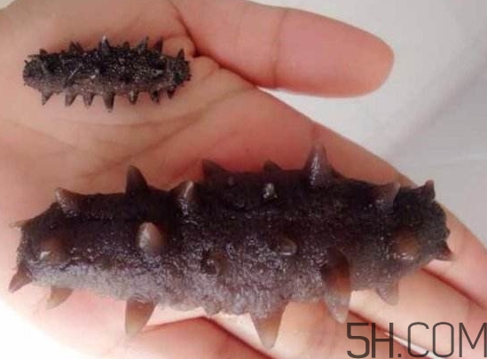 海參是海鮮嗎？海參是動物還是植物？