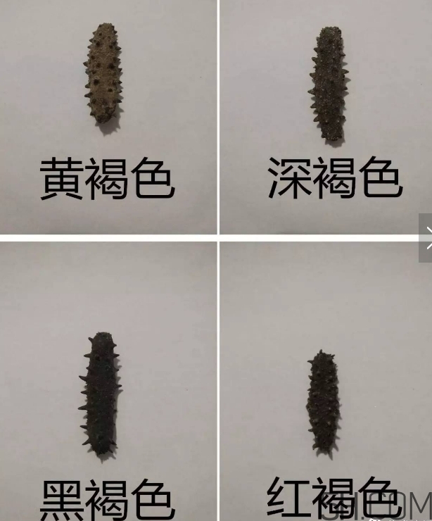 海參顏色深好還是淺好？海參顏色發白時怎么回事？