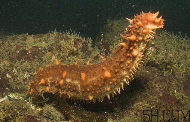 海參是海鮮嗎？海參是動物還是植物？