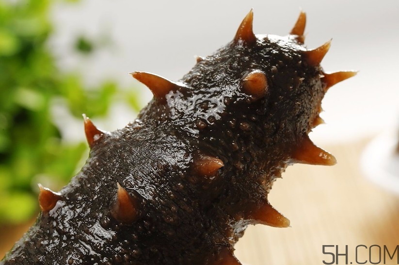 海參是海鮮嗎？海參是動物還是植物？