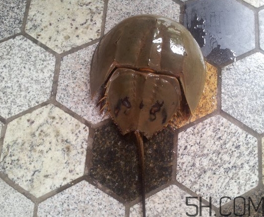 中華鱟多少錢一斤？中華鱟有什么藥用價(jià)值