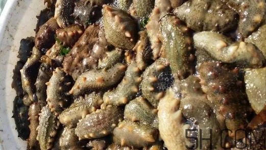 海參顏色深好還是淺好？海參顏色發白時怎么回事？