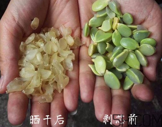 皂角米什么人不能吃？皂角米什么地方產的好？