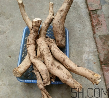 牛蒡是牛大力嗎？牛蒡和牛大力的區別