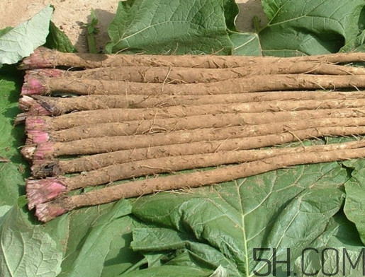 牛蒡是牛大力嗎？牛蒡和牛大力的區別