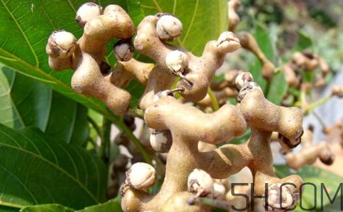 拐棗能夠治療風(fēng)濕嗎？拐棗的藥用價值有哪些？