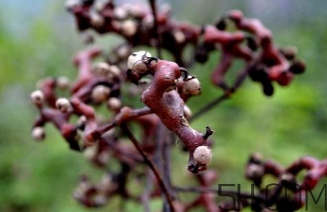 血藤跟拐棗可以一起泡酒嗎？拐棗可以和什么搭配泡酒？