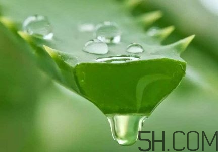 蘆薈泡酒可以喝嗎？蘆薈泡酒治什么病？
