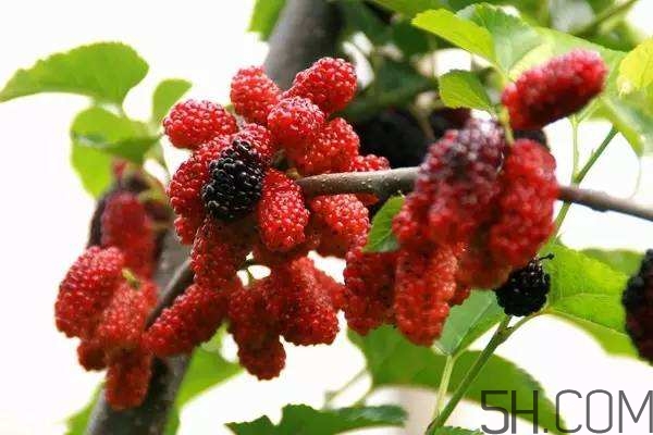 血藤跟拐棗可以一起泡酒嗎？拐棗可以和什么搭配泡酒？