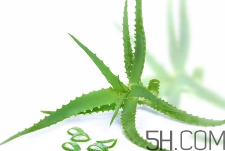 蘆薈泡酒可以喝嗎？蘆薈泡酒治什么病？