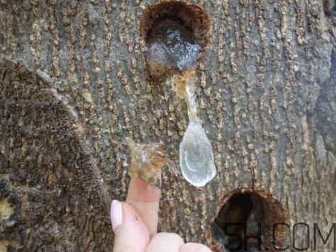 雪燕孕婦可以吃嗎？雪燕的價(jià)格多少錢一斤